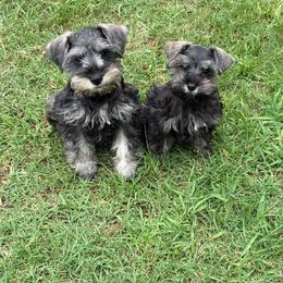 AKC VP Green - Salt and pepper male Miniature Schnauzer puppy in Benson, North Carolina from A Bundle of Love