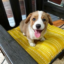 Sasha AKC registered - White and fawn female Pembroke Welsh Corgi puppy in Montgomery County, Tennessee from Anita’s little Corgi Haven