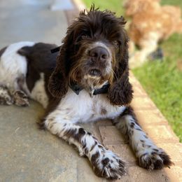 Izzy - Cocker Spaniel