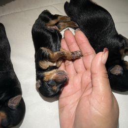 Girl 1 - Black and gold female Yorkshire Terrier puppy in Pomona, California from Cristian's Yorkshire Terriers