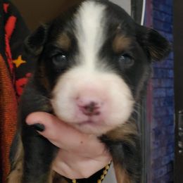 Miniature Australian Shepherd Puppies from Dollie's Aussie Farm