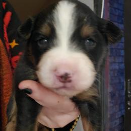 Miniature Australian Shepherd Puppies from Dollie's Aussie Farm