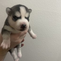 Siberian Husky Puppies from Hynes Huskies