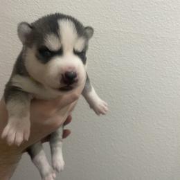 Siberian Husky Puppies from Hynes Huskies