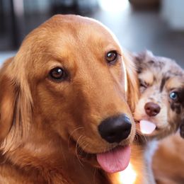 Golden Retrievers and Miniature Australian Shepherds from Raised Right Pups