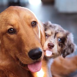 Golden Retrievers and Miniature Australian Shepherds from Raised Right Pups