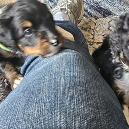 Bernedoodle Puppies from Joyful Pastures Homestead