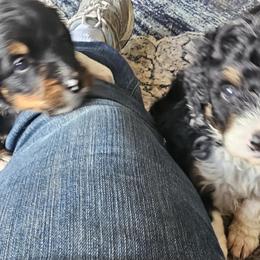 Bernedoodle Puppies from Joyful Pastures Homestead
