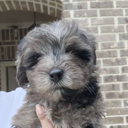 Foxie - Blue merle Aussiedoodle puppy in San Antonio, Texas from Av’s Poodles and Doodles