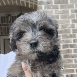 Foxie - Blue merle Aussiedoodle puppy in San Antonio, Texas from Av’s Poodles and Doodles