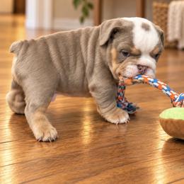 Bulldog Puppies from ABC Bulldogs