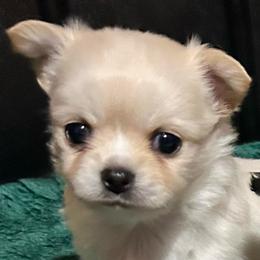Elijah - Cream male Chihuahua puppy in Lake George, New York from Moonhill Chihuahuas