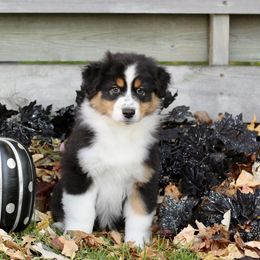 Australian Shepherd Puppies from Mezzo Australian Shepherds