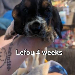 Lefou - Black brown and white Basset Hound puppy in Cardington, Ohio from Buckeye Bassets 419