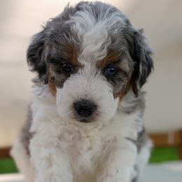 Rocky - Merle Bernedoodle puppy in Payson, Utah from Little Diamond Doodles