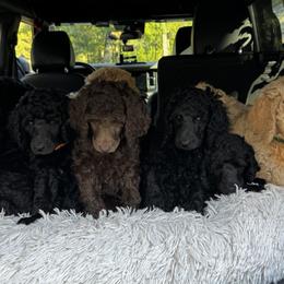 Poodle Puppies from Royal Dixie Poodles