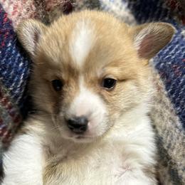 Autumn (light pink) - Red Pembroke Welsh Corgi puppy in Washington from KB Corgis