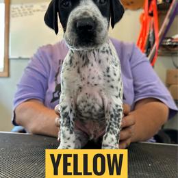 Yellow Boy - Black and white male German Shorthaired Pointer puppy in Dearborn, Missouri from Hardwood Kennels