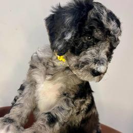 Nola - Merle female Goldendoodle puppy in Macclenny, Florida from Davis's Doodles