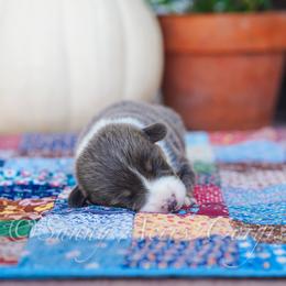 Autumn - Blue female Pembroke Welsh Corgi puppy in Bedford, Indiana from Sunny Acres Corgis