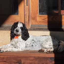 Seeley - English Cocker Spaniel