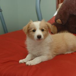 Border Collie Puppies from Blackbow