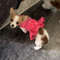 Mi-Ki Puppies from Magical Mi-Kis