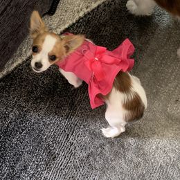 Mi-Ki Puppies from Magical Mi-Kis