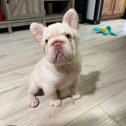 Snowy - Cream male French Bulldog puppy in Tulsa, Oklahoma from EvergreenEliteKennel