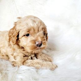 Cockapoo and Goldendoodle Puppies from Southern Belle Doodles