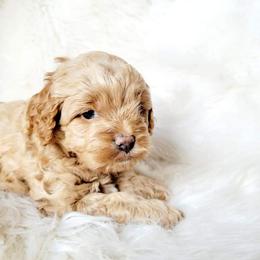Cockapoo and Goldendoodle Puppies from Southern Belle Doodles