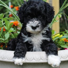 Portuguese Water Dog Puppies from NORTH SHORE PWD's