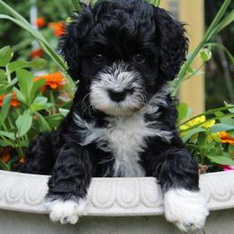 Portuguese Water Dog Puppies from NORTH SHORE PWD's