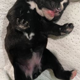 Boxer Puppies from Von Royal Dell’Infinite