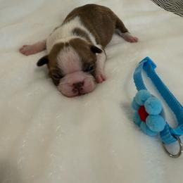 Rookie (Hagerty) - Red male Boston Terrier puppy in Richburg, South Carolina from Hidden Valley Bostons