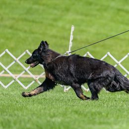 German Shepherd All Grown Up from Peristar