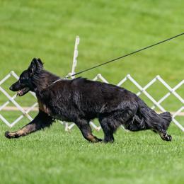 German Shepherd All Grown Up from Peristar