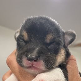Boy 2 - Pembroke Welsh Corgi puppy in North Carolina from Rafter T Corgis
