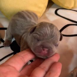 Caraxes - Blue male French Bulldog puppy in Peru, Indiana from Angies Little Bostons And Frenchies