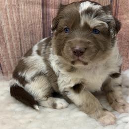 Grace - Pink - Red merle female Australian Shepherd puppy in San Marcos, California from Faith Family Freedom Farm