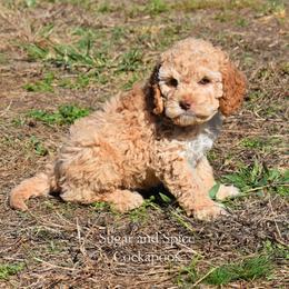 King Julien - Buff male Cockapoo puppy in Hopkins, South Carolina from Sugar and Spice Cockapoos