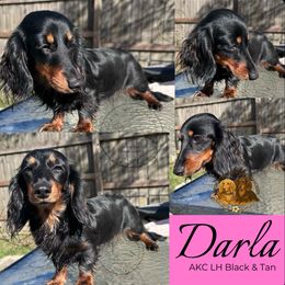 Darla - Dachshund