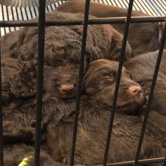 Boykin Spaniel Puppies from Indian Field Boykins