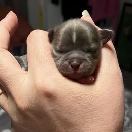 Shih Tzu Puppies from P&B Tzu Tribe