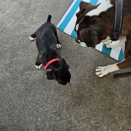 Boxer Puppies from Winchester Boxers