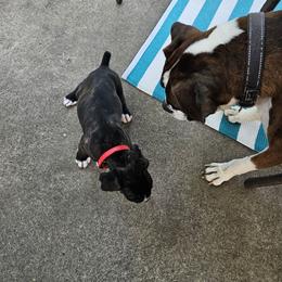 Boxer Puppies from Winchester Boxers