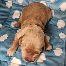 Girl 5 - Golden female Golden Retriever puppy in Saginaw, Michigan from Precious Kennel Retrievers