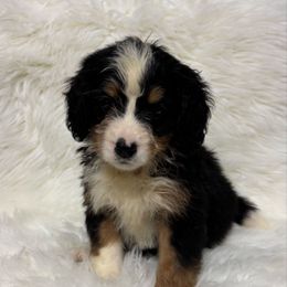 Girl 77 - Tri-color female Bernedoodle puppy in West Point, Iowa from Circle A Mini Goldendoodles and Mini Bernedoodles
