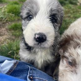Aussiedoodle, Australian Shepherd, and Poodle Puppies from Love my doodles/ Aussiedoodle love