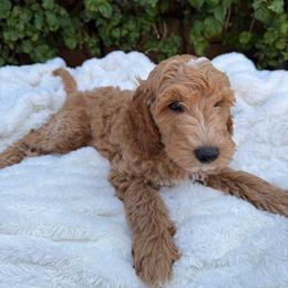 Cadbury - Red  male Goldendoodle puppy in La Verne, California from Marshall Goldendoodles